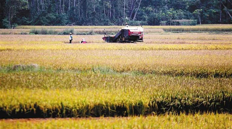 海南省乐东县国家杂交水稻良种繁育基地烘干项目